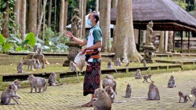 Ante la falta de turistas, monos de Bali asaltan las casas