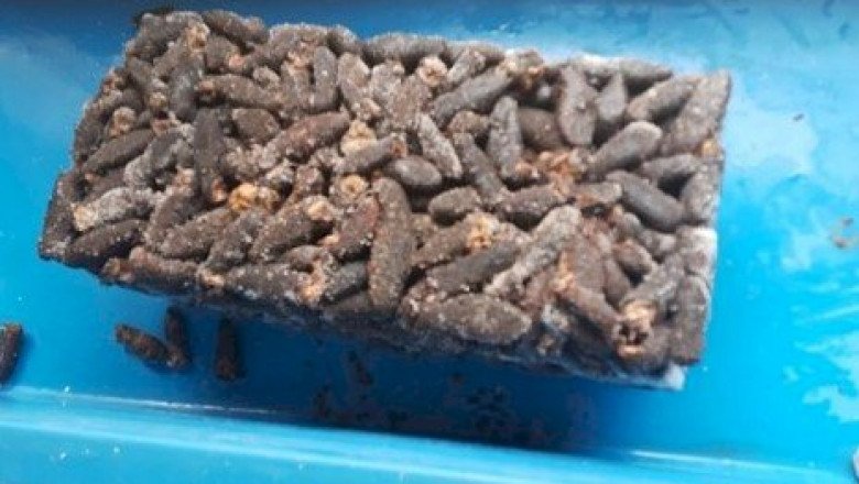 Asegura Conapesca más de una tonelada de productos pesqueros