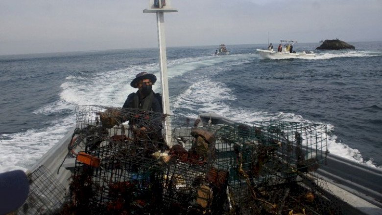 Asegura Marina trampas para langosta roja y más de mil ejemplares