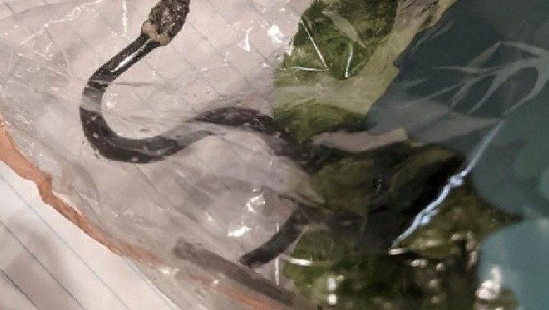Compra una lechuga en el súper y encuentra... ¡Una serpiente!
