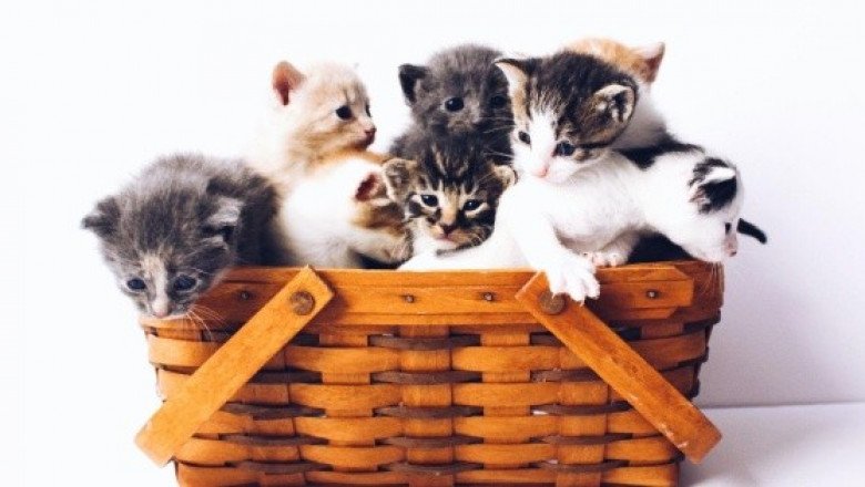 Conmemora el día de la mascota más popular en Internet con libros relacionados con los gatos