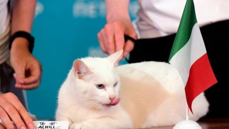 Conoce al gato Aquiles, el oráculo de la Eurocopa
