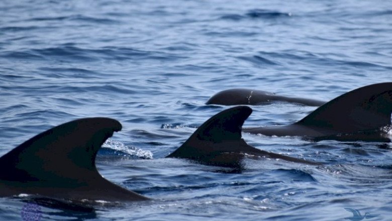 Crean en CICESE mapas de idoneidad ambiental para cetáceos en el Golfo de México
