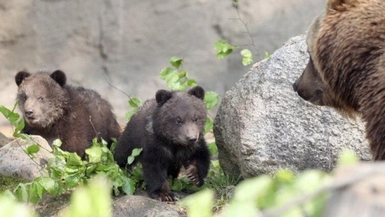 Hombre sobrevive a ataque de oso en zona remota de Alaska