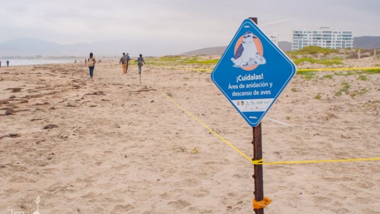 Instalan cerco temporal para proteger al chorlo nevado