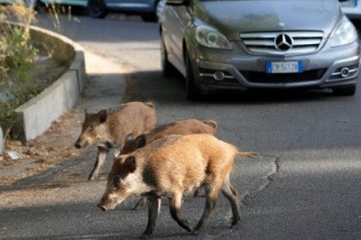Invasión de jabalíes pone en aprietos a habitantes de Roma