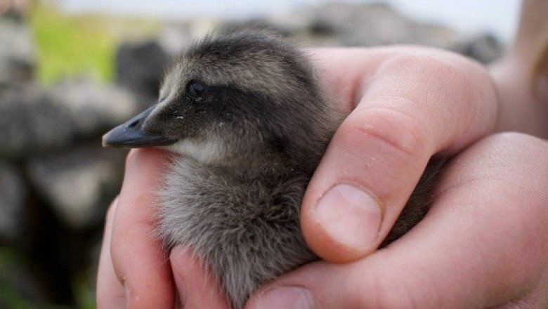 Islandia, hogar de las plumas más caras del mundo