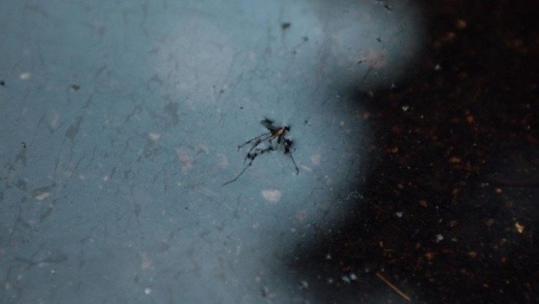 Jocotepec, líder en número de casos de dengue en Jalisco