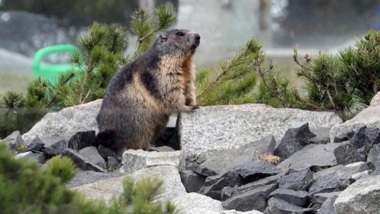 La peste bubónica no constituye una amenaza grave en China: OMS