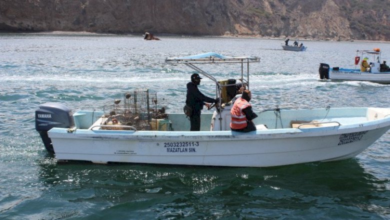Libera Secretaria de Marina 76 ejemplares vivos de langosta roja