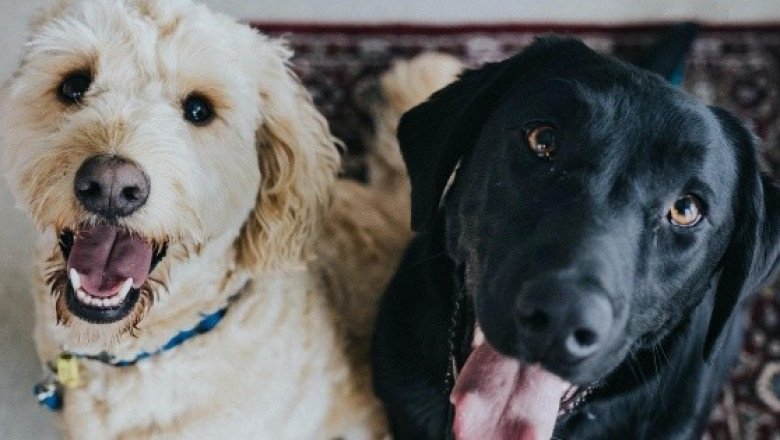 Mascotas: 10 datos curiosos sobre los perros