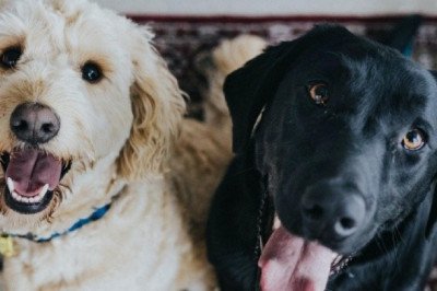 Mascotas: 10 datos curiosos sobre los perros