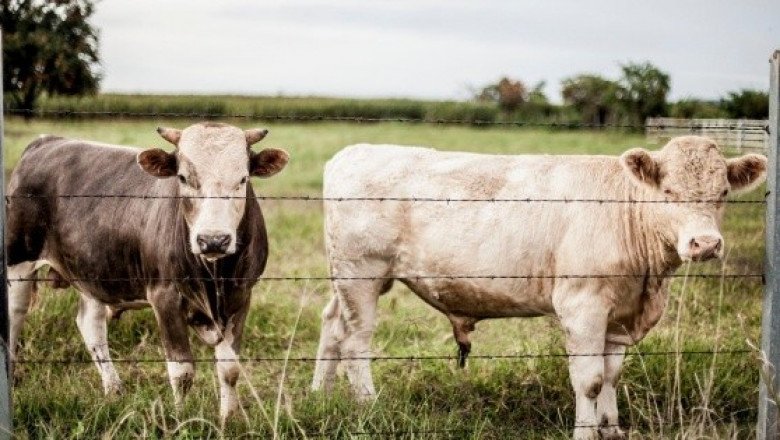 Mujer populariza a vaca formada en auto en McDonald's