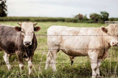 Mujer populariza a vaca formada en auto en McDonald's