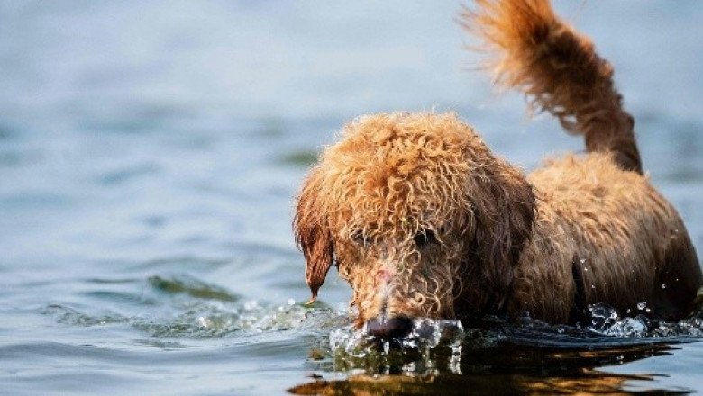 ¿Quién se queda con la mascota si la pareja se divorcia?