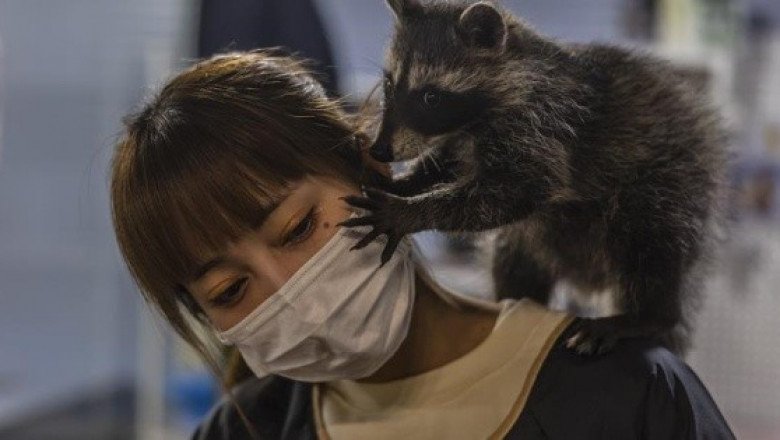 ¿Te gustaría tomar un café con un mapache? en China es posible