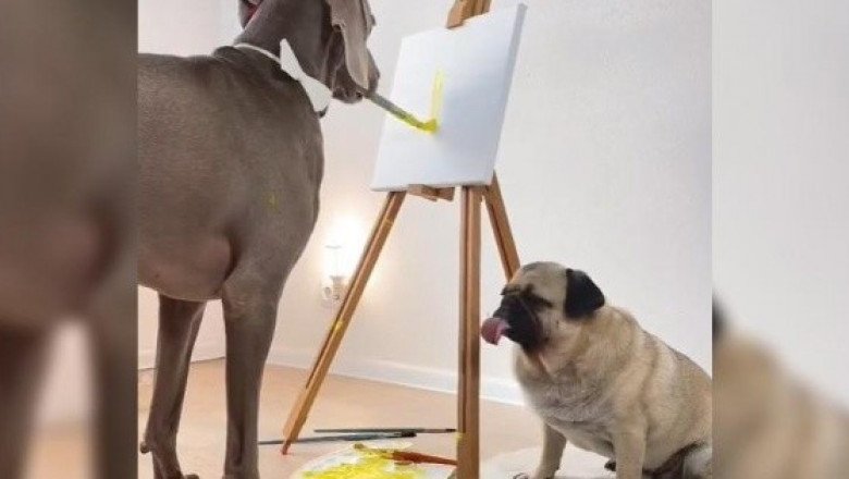 ¡Un gran artista! Perro gran danés pinta a su amigo pug y se vuelve viral