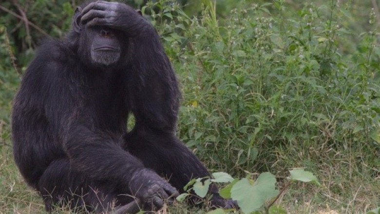 Vetan a visitante de zoológico belga por supuesto romance con chimpancé