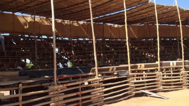 Muere jinete de 15 años aplastado por un toro