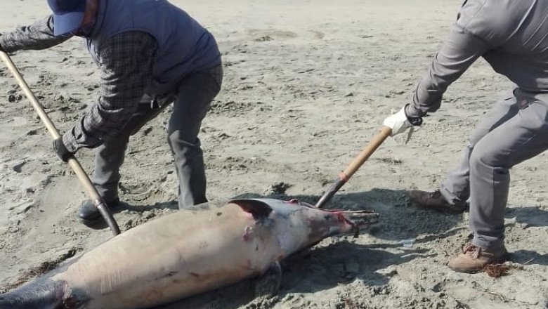 Se registran seis varamientos de mamíferos en Playa Hermosa