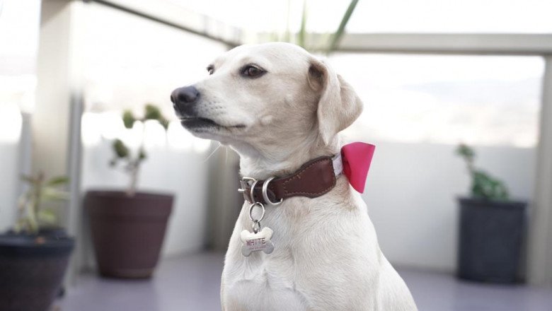 Invitan a sumarse a la campaña “En esta Navidad no compres, adopta”