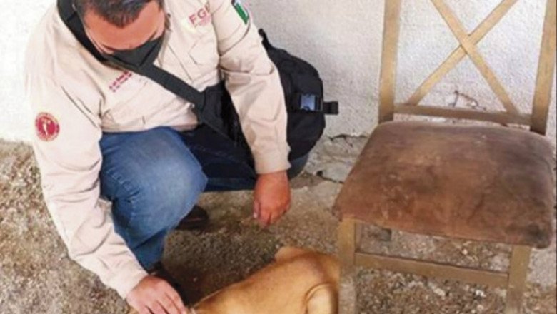 "Hasta 2 años de prisión por maltrato animal" - FGE
