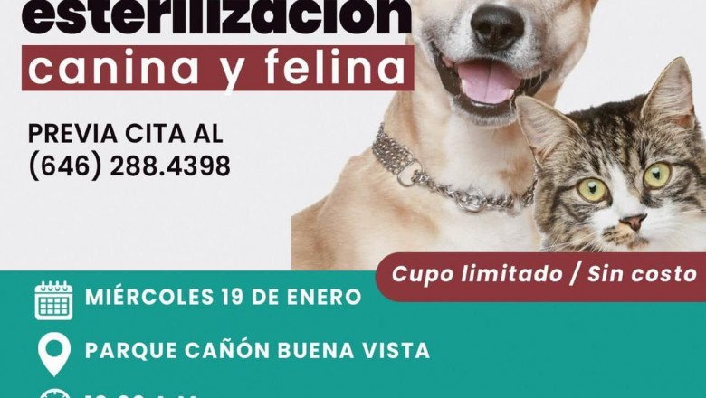 Este miércoles Jornada de Vacunación, Desparasitación y Esterilización de Mascotas