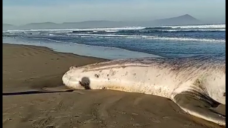 Realiza Zofemat entierro de ballena varada