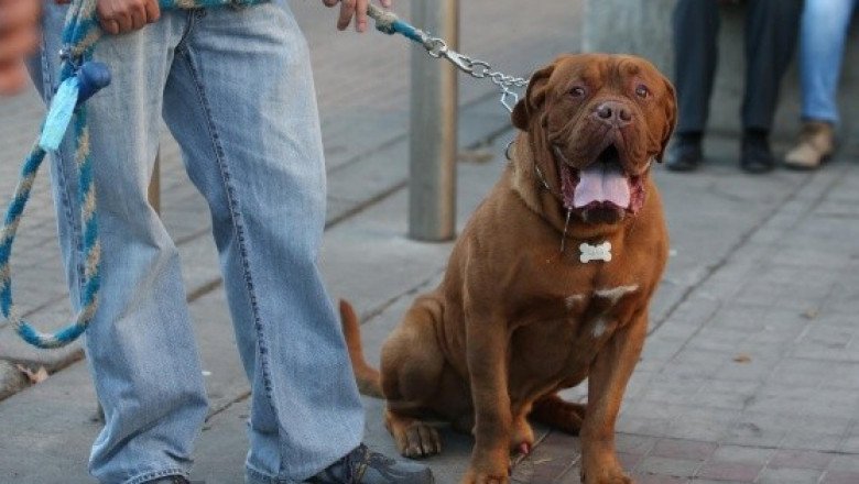¿Acta de nacimiento para tu perrito? ¡En este Estado es posible!