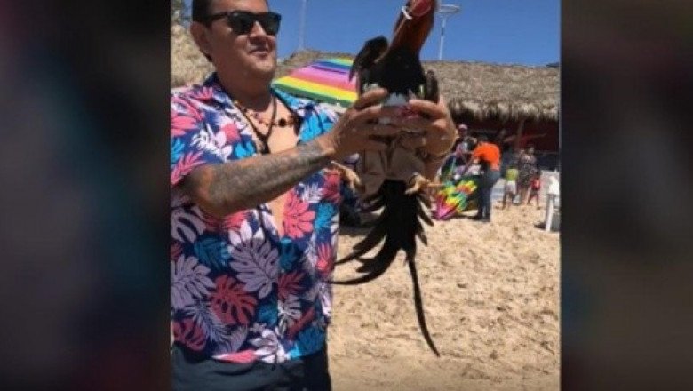 "No lo podía dejar": Lleva a su gallo de vacaciones y se vuelve viral en TikTok