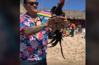 "No lo podía dejar": Lleva a su gallo de vacaciones y se vuelve viral en TikTok
