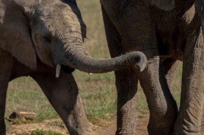 Por qué los científicos también ven videos de animales en YouTube