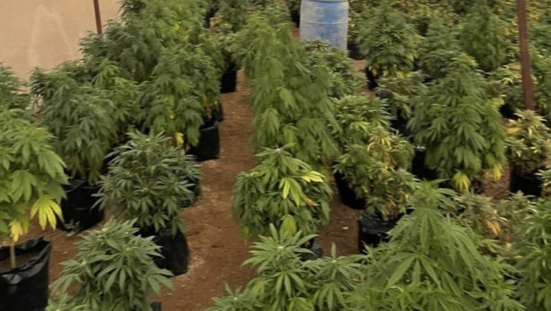 Decomisan cerca de mil plantas de marihuana durante cateo