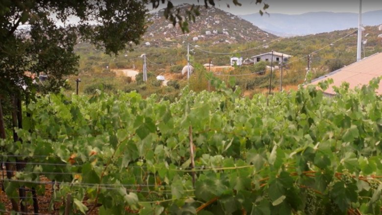 Sector vitivinícola agradece acciones de seguridad en el Estado