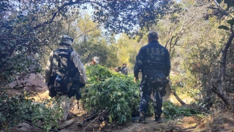 Destruyen FESC y SEDENA 53 mil plantas de marihuana