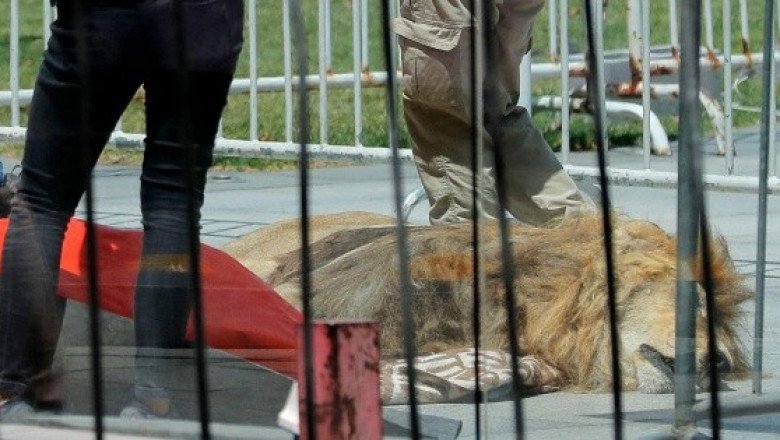 Con león muerto, protestan frente al Palacio de La Moneda en Chile