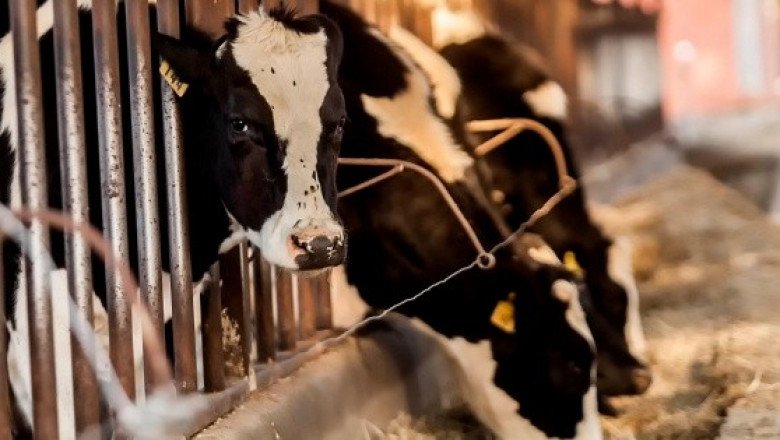 Condenan a hombre por contrabandear vacas; "excremento protege de las radiaciones", dice juez