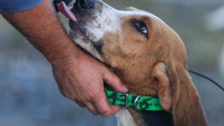 ¡Insólito! Perro mata de un tiro a un cazador en Estados Unidos