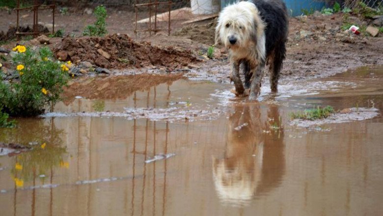 Busca Ayuntamiento fomentar el rescate y adopción de mascotas