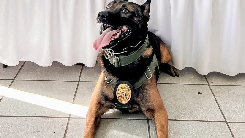 Reconocen heroísmo de agente canino herido en operativo