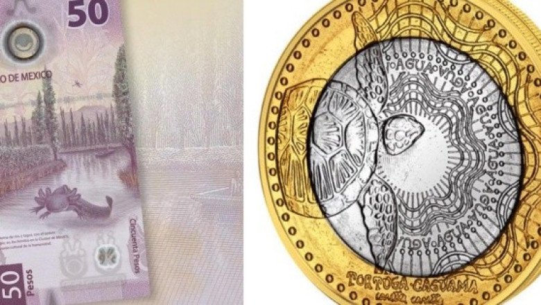 Billete del Ajolote vs Moneda de la Caguama, ¿cuál prefieres?