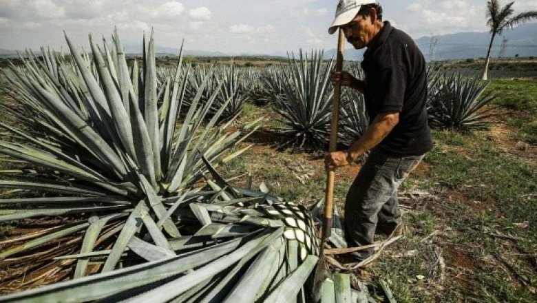 El tequila consolida crecimiento a nivel mundial gracias a la unidad del gremio
