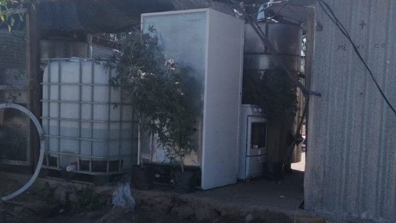 Localizan invernadero de marihuana en Maneadero