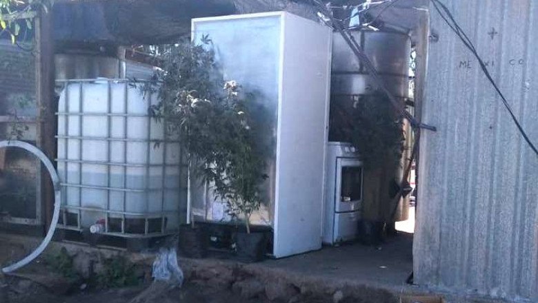 Localizan invernadero de marihuana en Maneadero parte alta