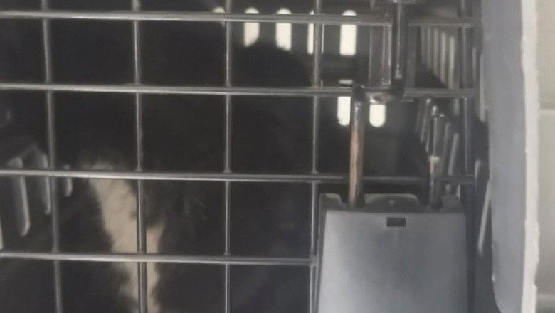 Gatito se atora en la tubería de un edificio y policías lo rescatan