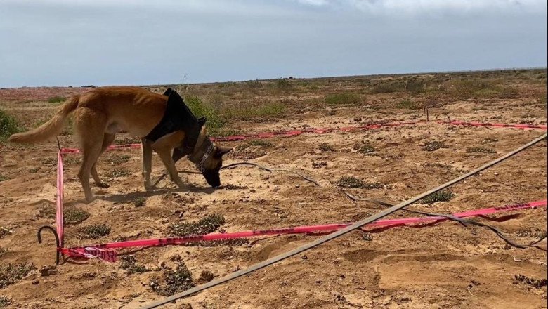 Despliegan operativo de búsqueda de personas desaparecidas en Ensenada y San Quintín