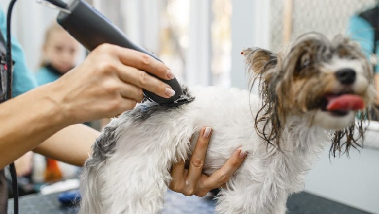 Trabajan para certificación a estéticas caninas