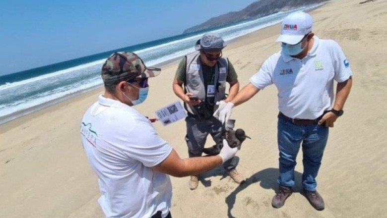 Investigan la muerte de cientos de aves en el Pacífico mexicano