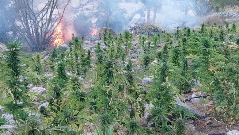 Localizan más de 1 millón de plantas de marihuana en la Laguna Salada