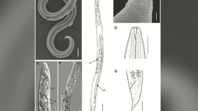 ¿De ciencia ficción? Reviven gusano que estuvo congelado 46 mil años